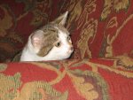 the cats